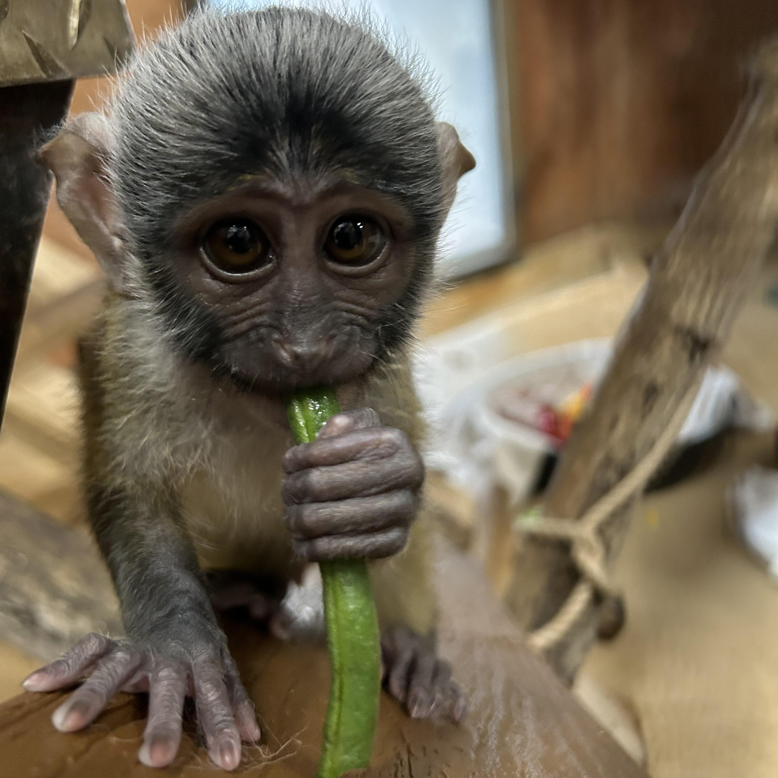 What Makes Baby Monkey Tina So Special: ⁣Lessons from Her Online Presence