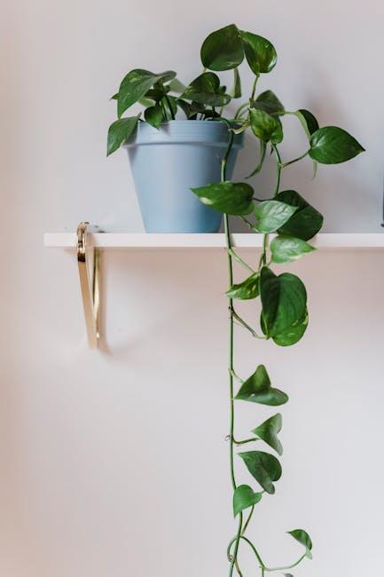 Revitalize Your ​Space: Transformative Benefits‌ of a Trimmed ⁣Pothos Plant