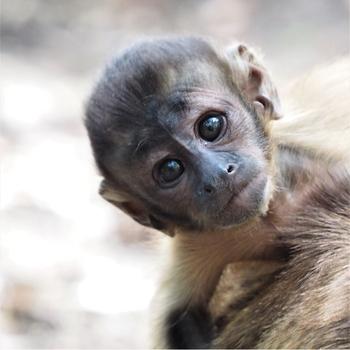 Where Baby Monkey Tina’s Adventure Began and How ​She Captured Our Hearts