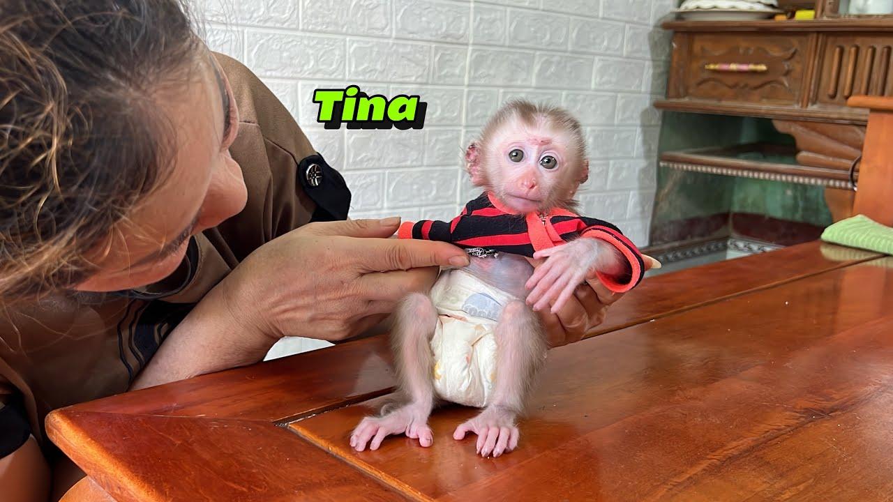 How to Follow Tinas Journey: Staying Updated on the Cutest Monkey Online