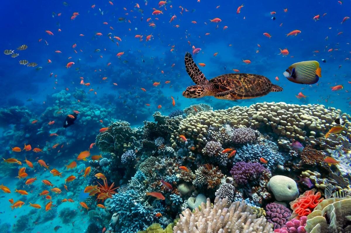 From Coral Reefs to Open Oceans: The Diverse​ Ecosystems We Study