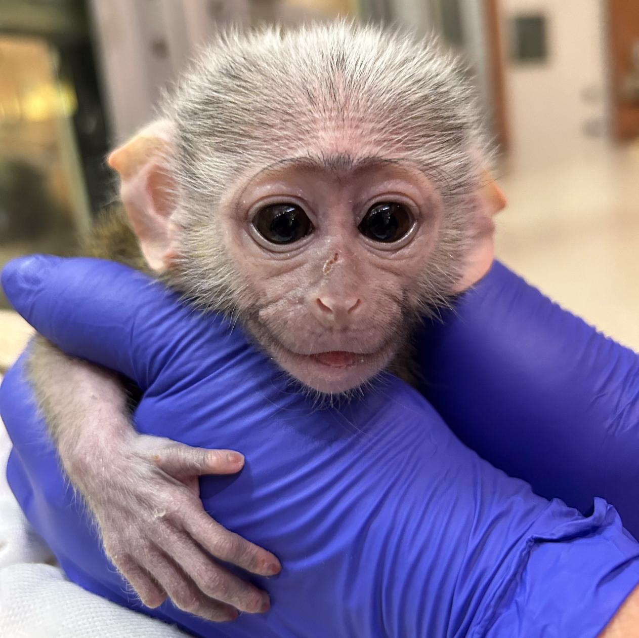 What We ‍Can Learn from Baby Monkey Tina’s Journey: Lessons in Curiosity​ and Resilience